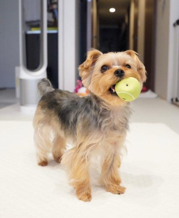 Benji his 2 years old house trained got her his shot up to date Good with kids and other home pets